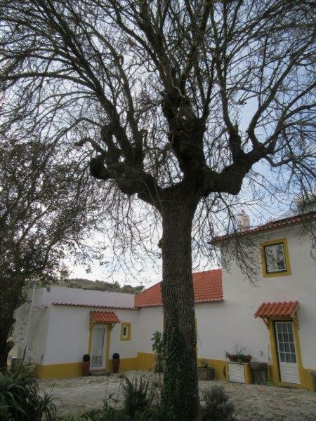 Quintal Do Freixo - Country House Sobral de Monte Agraco Bagian luar foto